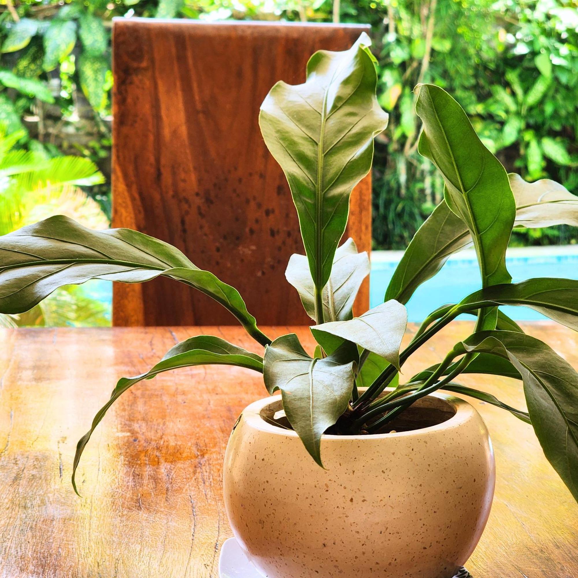 Danaya'S Villa Ubud Zewnętrze zdjęcie
